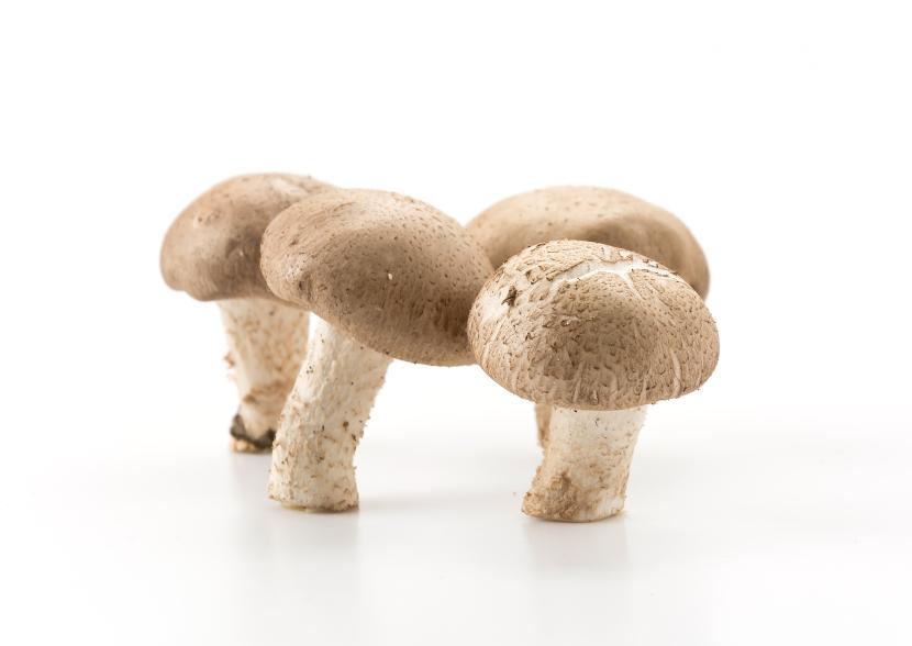 Jamur (ilustrasi). Ada beberapa efek yang dapat dirasakan ketika mengonsumsi magic mushroom atau jamur ajaib.