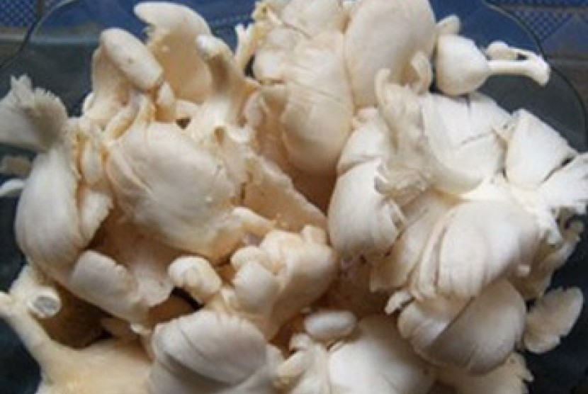  Jamur  Tiram  Putih Potensial Jadi Makanan Pendamping ASI 