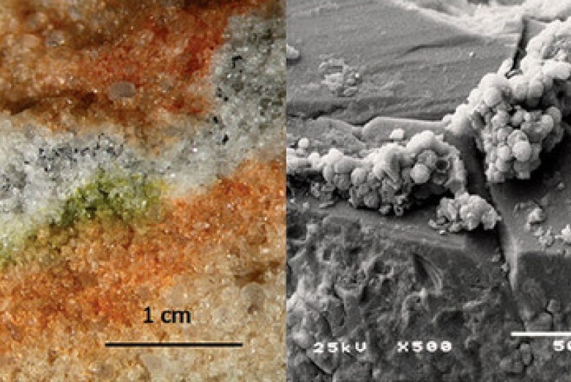 jamur yang disimulasikan bisa hidup di Mars