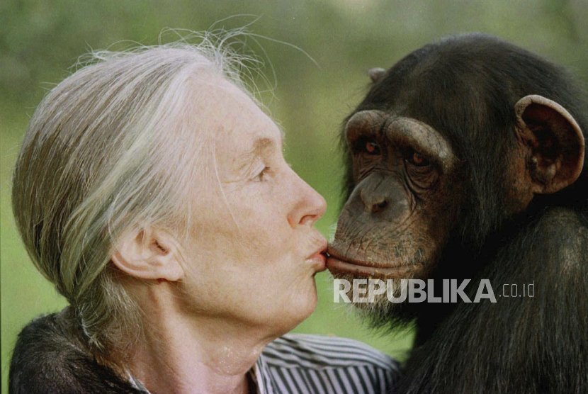 Selamat Jalan Jane Goodall, Pakar Simpanse yang Mengubah Dunia Sains