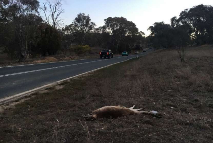 Jangan sekali-kali coba menangani kanguru yang kelihatannya mati di pinggir jalan. Jika ingin menolong sebaiknya Anda hubungi petugas terkait.