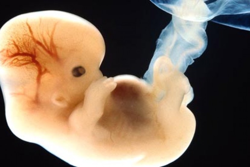 Janin dalam rahim (ilustrasi). Janin yang sering terpapar polutan berisiko lahir prematur. (ilustrasi)