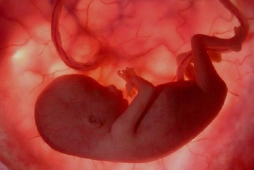 Alquran menyebutkan proses penciptaan manusia dalam rahim. Janin dalam rahim (ilustrasi).