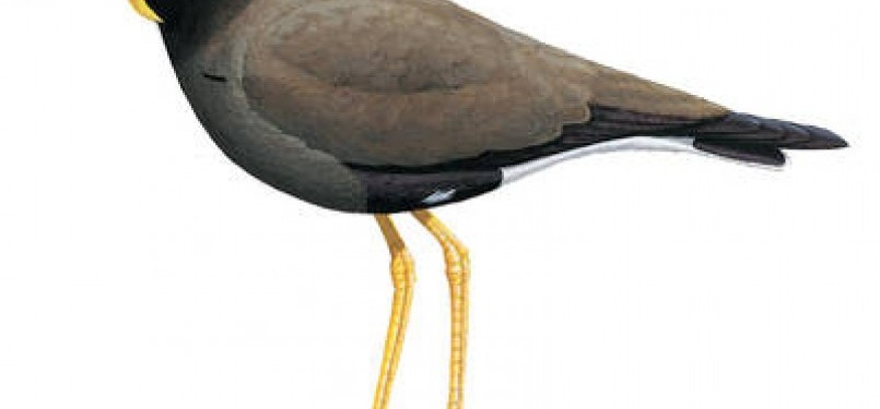 Javan Lapwing Vanellus macropterus is critically endangered.  