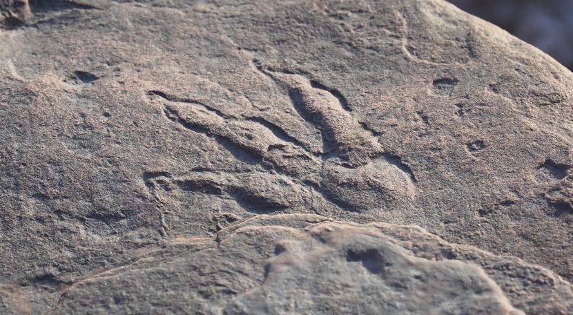 Jejak kaki dinosaurus yang ditemukan seorang bocah berusia 4 tahun.