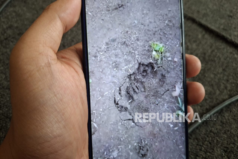  Jejak Kaki Hewan yang Membuat Resah Warga Desa Sukajaya, Kecamatan Lembang, Kabupaten Bandung Barat (KBB), Jawa Barat.