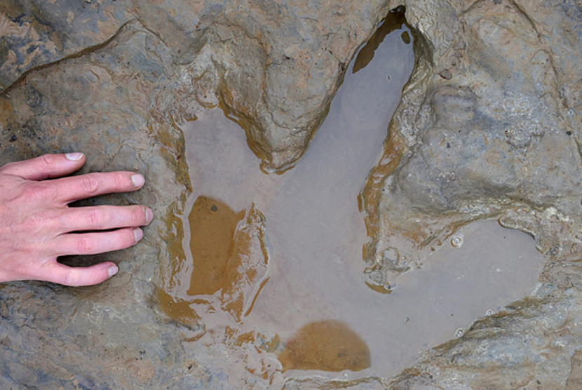 Jejak kaki dinosaurus baru-baru ini ditemukan di Lembah Junggar, Daerah Otonomi Xinjiang, China (Foto: ilustrasi jejak kaki dinosaurus)