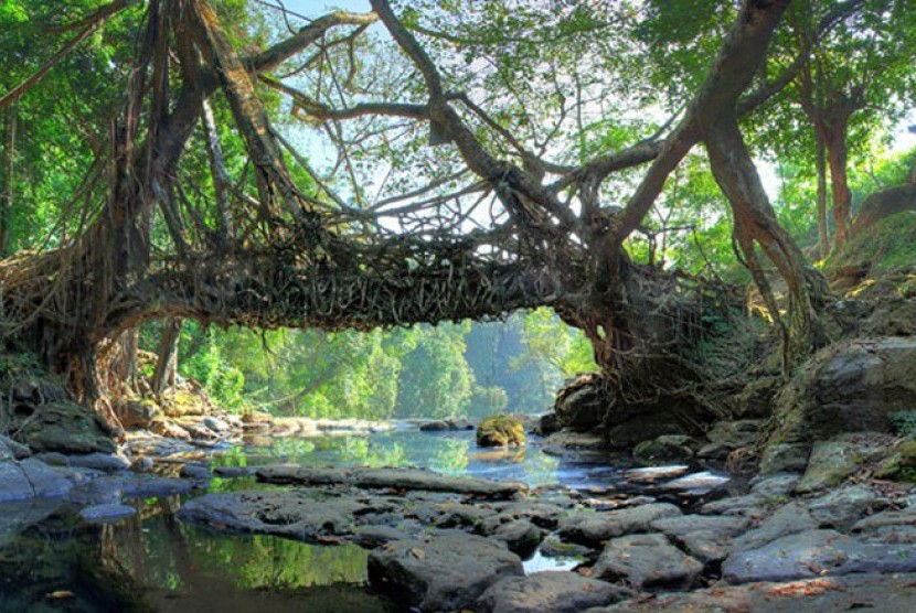 Jembatan akar di India