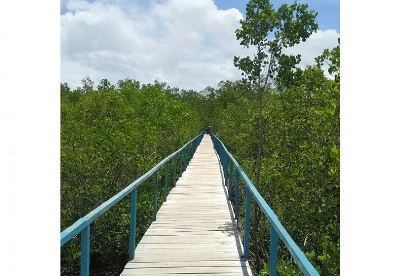 Jembatan bakau di Kupang