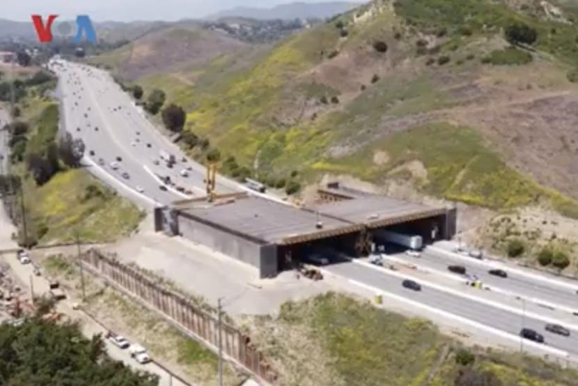 Jembatan satwa liar terbesar di dunia dibangun di California.