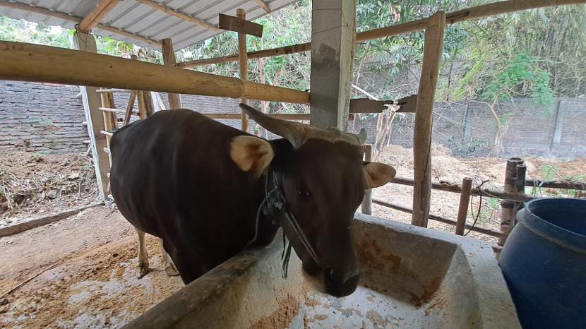 Jenis sapi Bali yang dijual di salah satu sentra penjualan hewan kurban di Solo. 