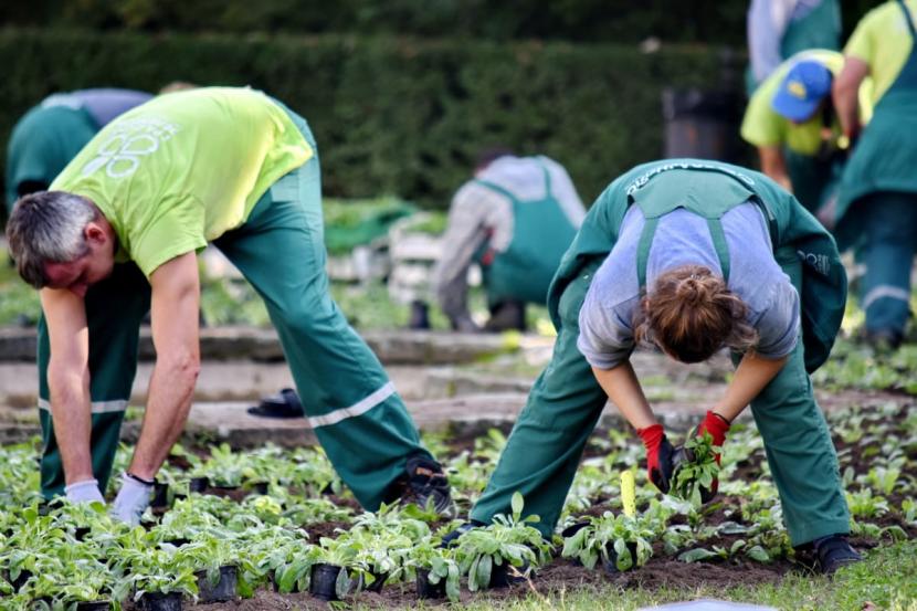 Jerman mengizinkan 80.000 pekerja asing masuk karena memasuki musim panen (Foto: ilustrasi pekerja pertanian)