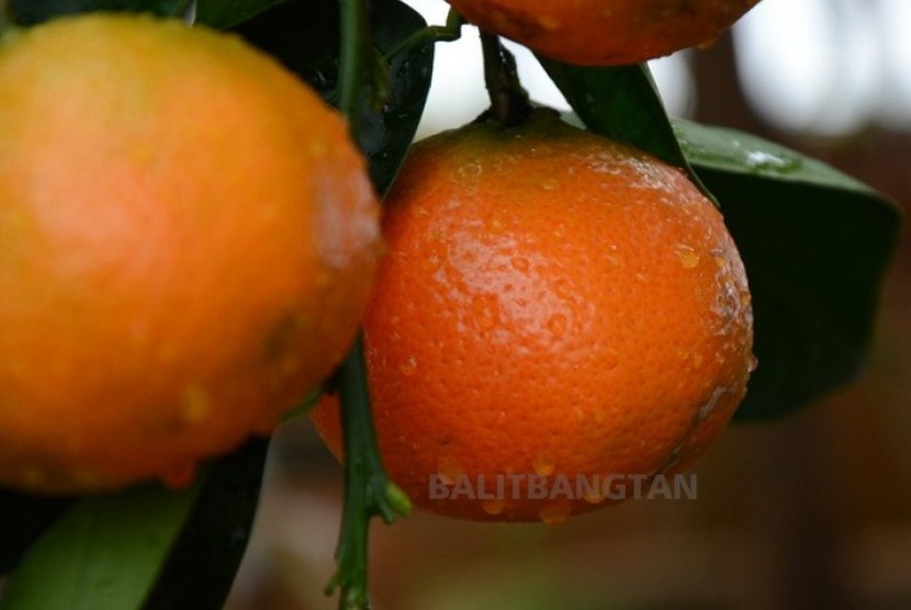 Jeruk Balai Penelitian Jeruk dan Tanaman Subtropika.