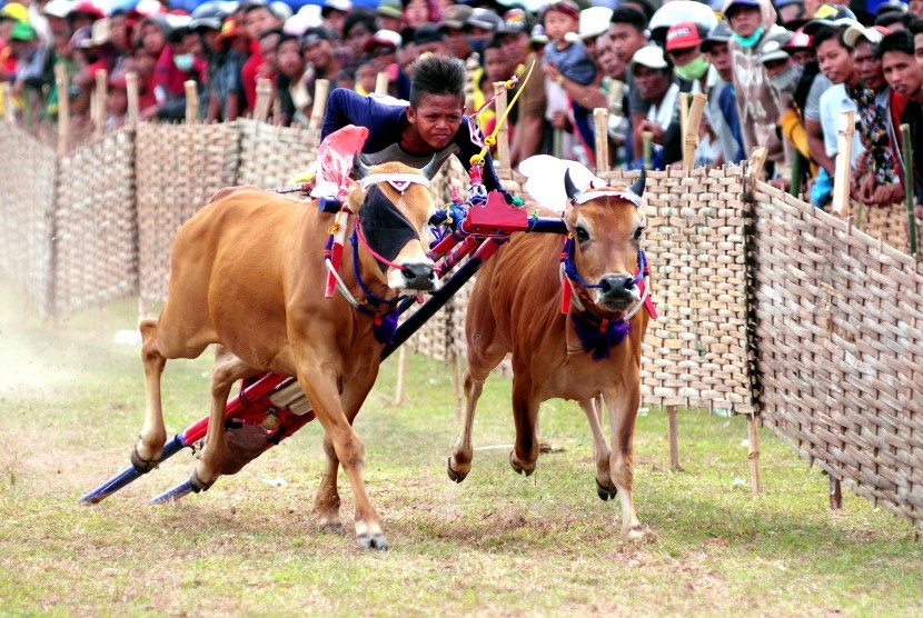 Joki memacu sapi saat Karapan Sapi, yakni perlombaan pacuan sapi yang berasal dari Pulau Madura, Jawa Timur.