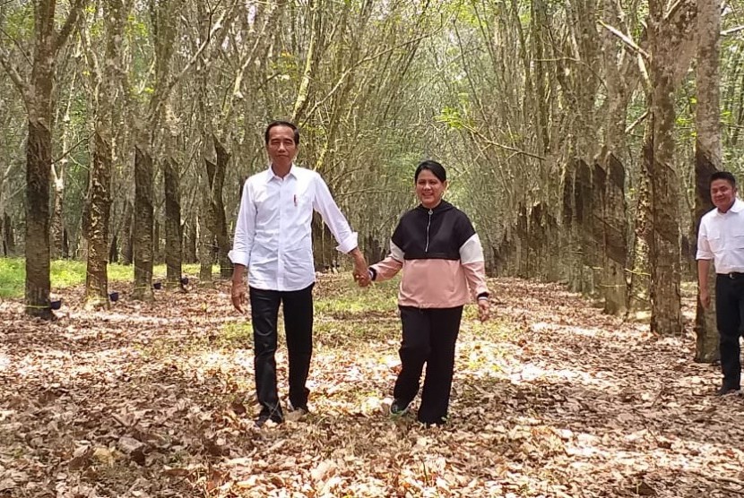 Jokowi berkunjung ke perkebunan karet. Presiden Jokowi berkunjung ke lahan perkebunan karet Balai Penelitian Perkebunan Karet Rakyat, Sembawa, Sumatra Selatan, Sabtu (9/3).