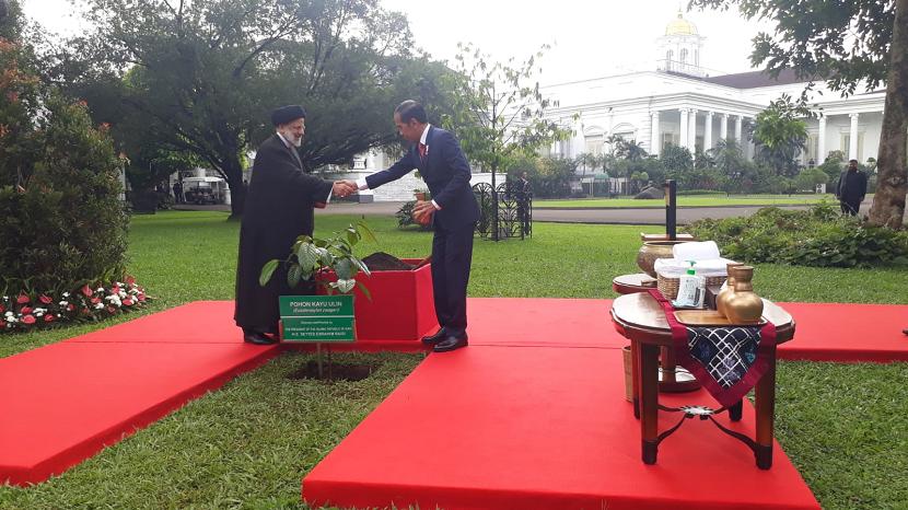 Jokowi dan Ebrahim Raisi melakukan penanaman pohon kayu ulin di halaman belakang Istana Bogor.