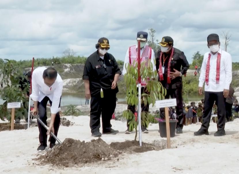 Jokowi menanam pohon di bekas tambang emas di Kabupaten Sintang, Kalimantan Barat.