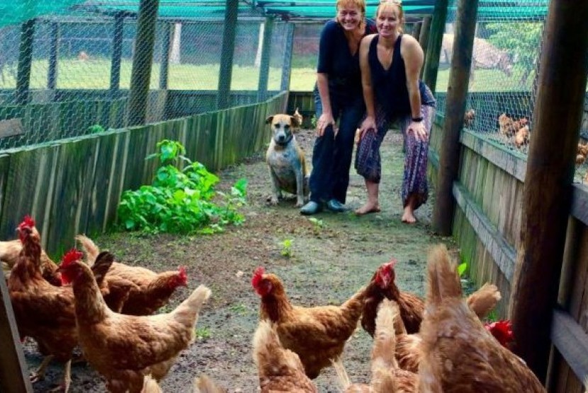 Julie O’Shea (kiri), bersama temannya Elke Meyer, berusaha merumahkan hampir 400 ayam dalam waktu kurang dari dua hari.