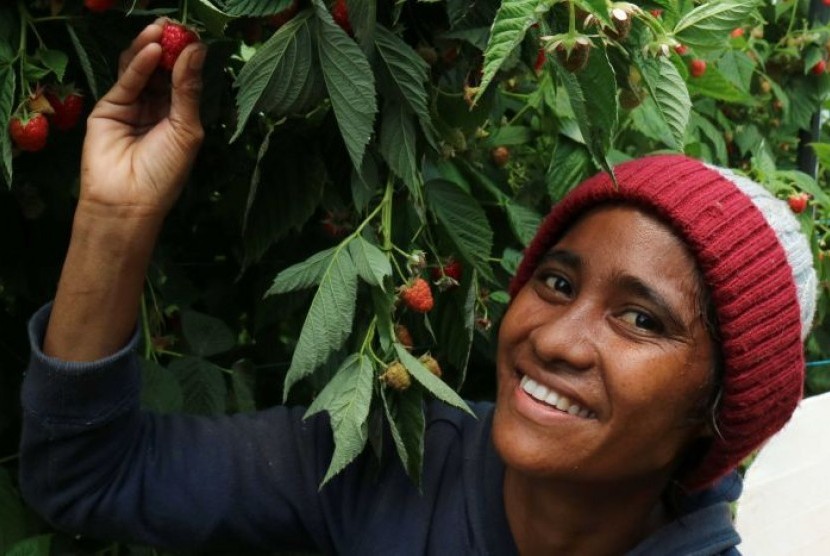  Jumlah pekerja pemetik buah Timor Leste di Tasmania semakin banyak. 