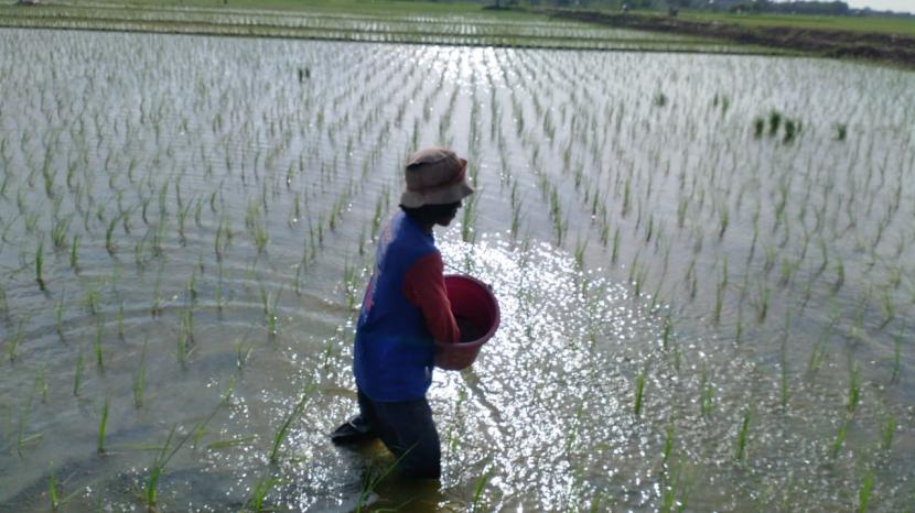 Junaidi (35 tahun) tengah menebar pupuk hasil racikannya pada tanaman padi yang berusia 10 hari setelah tanam. Dia berharap, tanaman padinya di musim tanam rendengan 2020-2021 ini bisa menghasilkan gabah yang optimal.