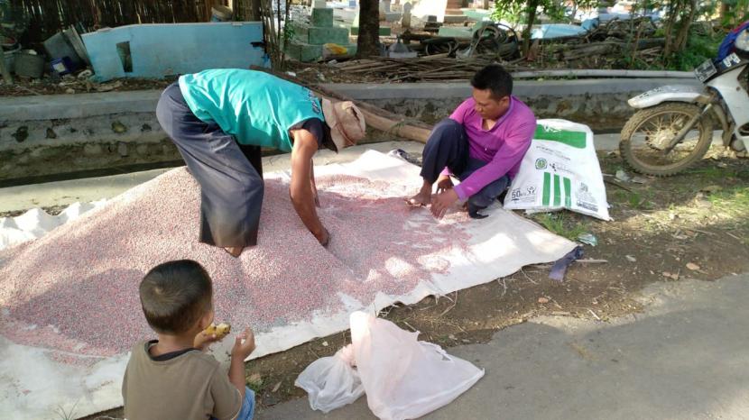 Junaidi dan Karyadi disaksikan anaknya tengah mencampur tiga jenis pupuk untuk tanaman padi musim rendengan 2020-2021, di Desa Terusan, Kecamatan Sindang, Kabupaten Indramayu, Kamis (10/12)