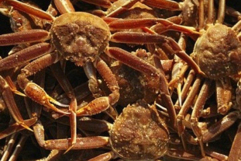 Jutaan kepiting raksasa menginvasi Antartika. (ilustrasi)