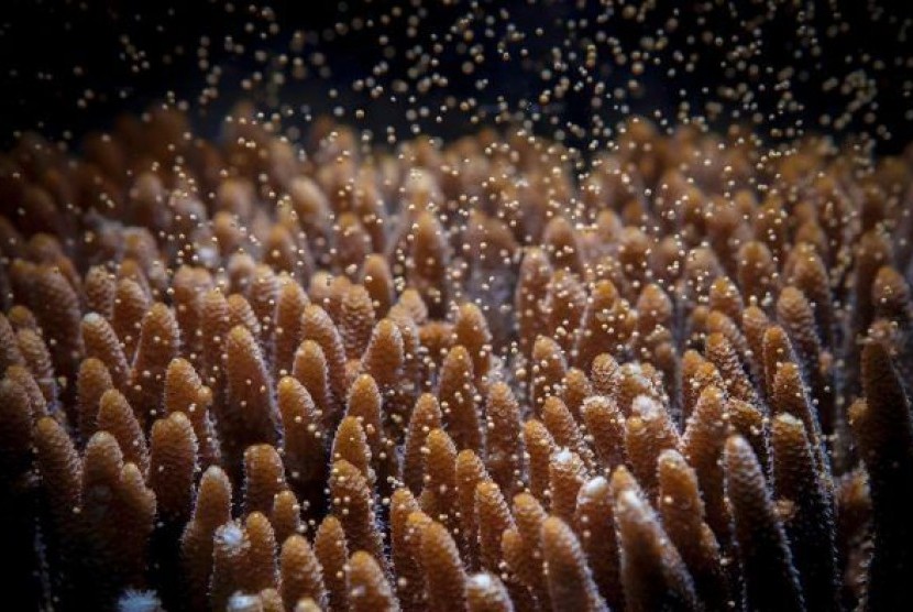 Jutaan telur dan sperma terumbu karang akan dikumpulkan minggu ini selama berlangsungnya pemijahan terumbu karang tahunan.