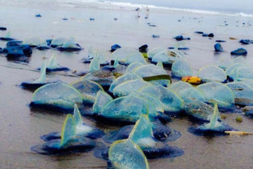Jutaan Velela mati di pantai-pantai barat Amerika Serikat dalam sebulan ini.