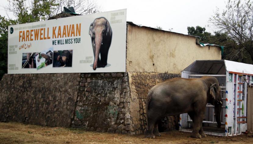  Kaavan, gajah di kebun binatang Maragzar di Islamabad, Pakistan, 23 November 2020. Satu-satunya gajah Asia di Pakistan ini dikirim kembali ke habitat permanen gajah di Kamboja setelah 35 tahun di Pakistan.
