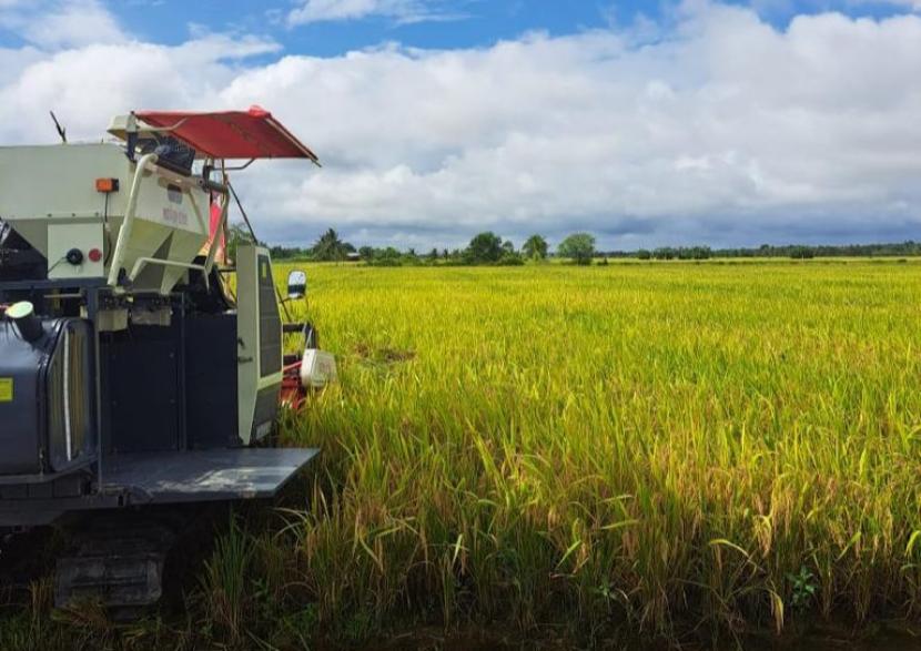 Panen raya (ilustrasi). Presiden Joko Widodo (Jokowi) mengaku heran harga beras saat ini masih mahal meskipun sudah mencapai puncak panen raya. 