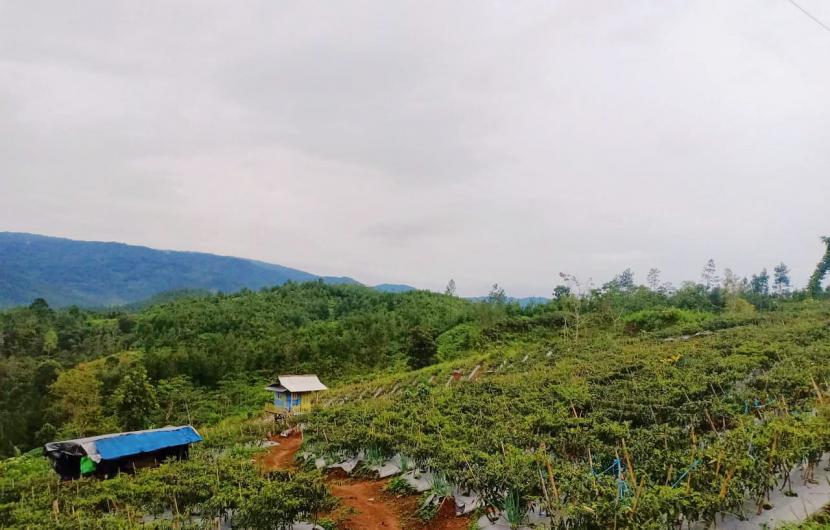 Kabupaten Cilacap merupakan salah satu kabupaten yang masuk dalam 10 besar penyumbang produksi cabai tertinggi untuk Provinsi Jawa Tengah.  Selain potensi lahan yang subur dan cocok untuk pengembangan cabai, semangat petani-petani muda yang tergabung dalam kelompok milenial juga menjadi salah satu faktor keberhasipan. Mereka mampu menciptakan gebrakan baru dalam pemasaran cabai di Cilacap. 