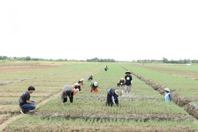 Kabupaten Cirebon, Jawa Barat jadi salah satu wilayah dengan penyumbang hasil tani bawang merah terbesar di Tanah Pasundan, dengan mencatatkan hasil panen mencapai 35 ribu ton per tahun menurut data dari Dinas Pertanian Cirebon.