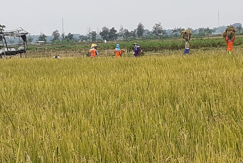 Kabupaten Grobogan salah satu penyangga pangan Provinsi Jawa Tengah pada bulan April ini melangsungkan panen padi dan jagung.