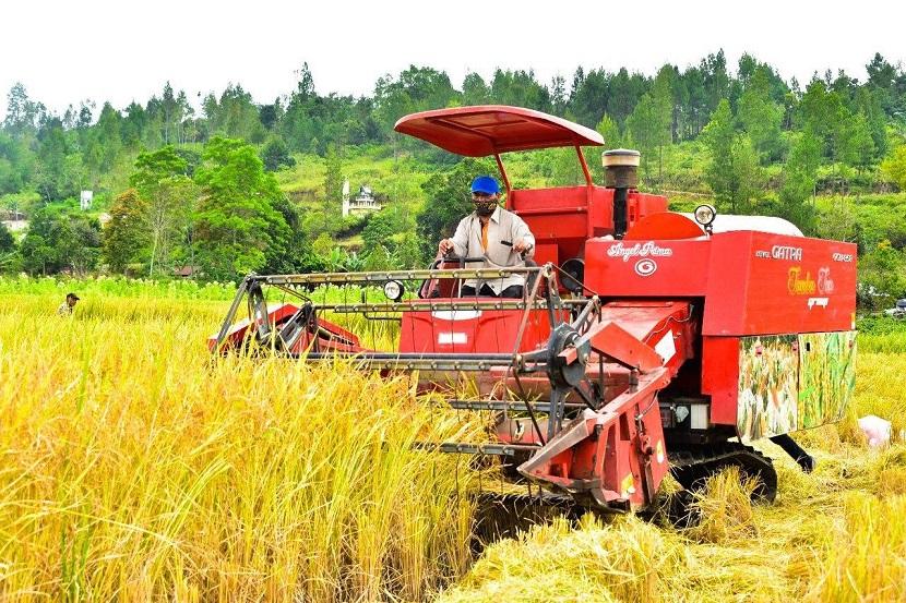 Kabupaten Humbahas musim panen padi.