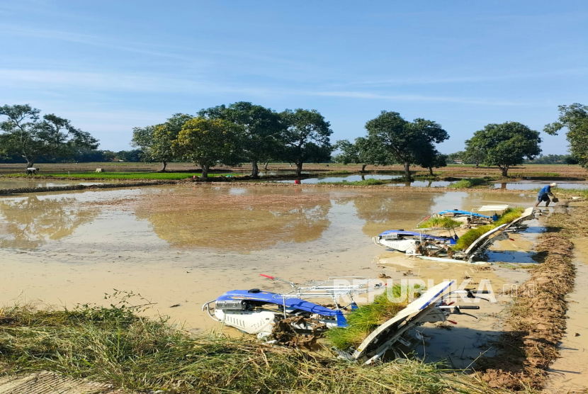ILUSTRASI Kegiatan tanam padi serentak di lahan tadah hujan Desa Tanjungkerta Kecamatan Kroya, Rabu (23/4/2025).