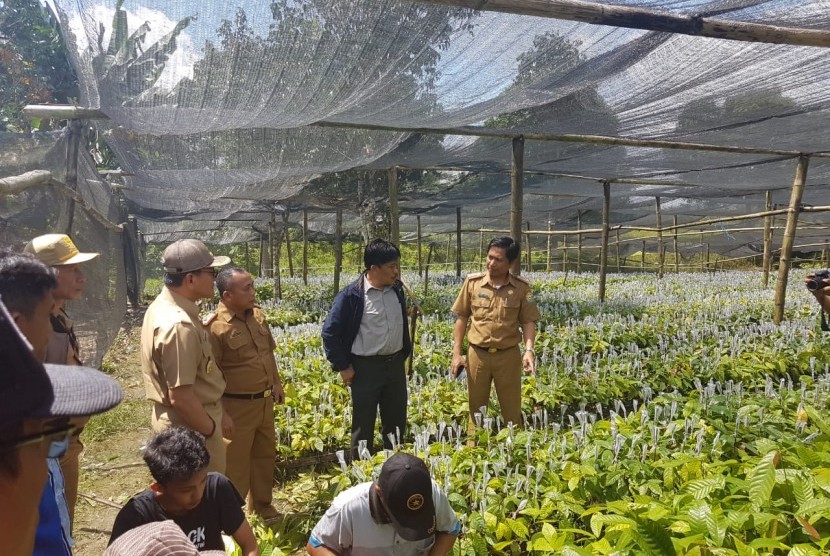 Kabupaten Kolaka Timur sebagai plot proyek pengembangan kakao berbasis korporasi