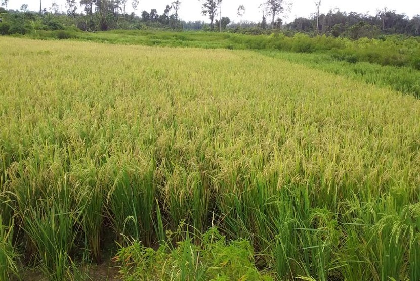 Kabupaten Lumajang, di bulan Maret hingga Mei 2020 memasuki masa panen jagung dan padi yang cukup luas.