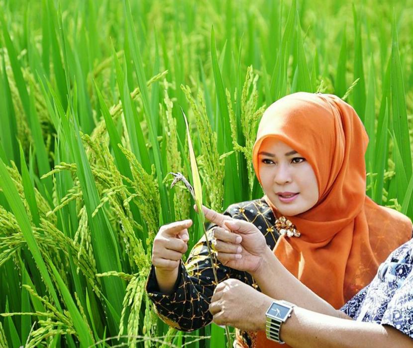  Kabupaten Pandeglang, Provinsi Banten terkenal dengan sektor pertaniannya yang begitu maju. Daerah ini menjadi penyuplai bahan pangan pokok di antaranya beras dan jagung untuk memenuhi kebutuhan Ibukota dan industri pangan dan pakan setiap tahunnya.