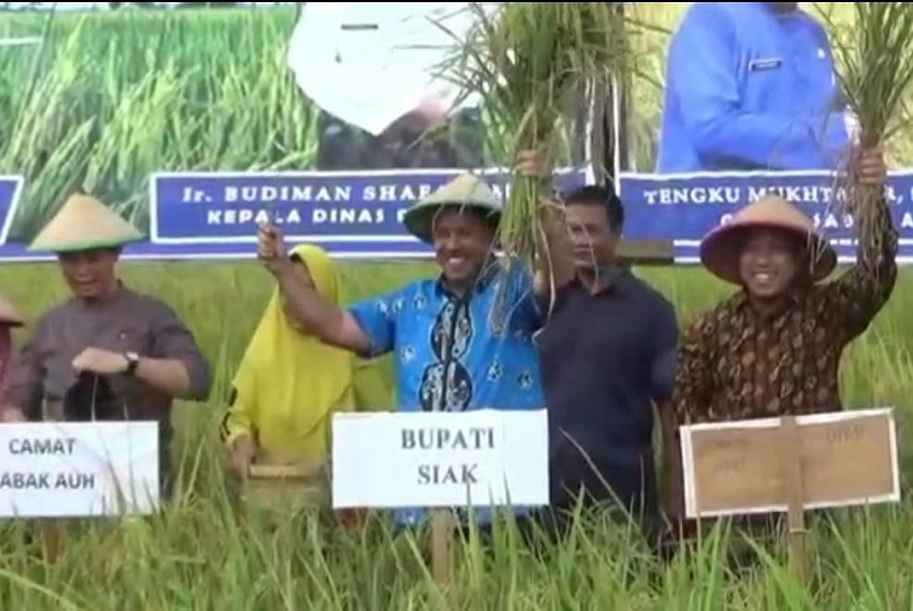 Kabupaten Siakbergabung dalam melakukan panen raya salah satunya panen raya perdana untuk padi gogo.