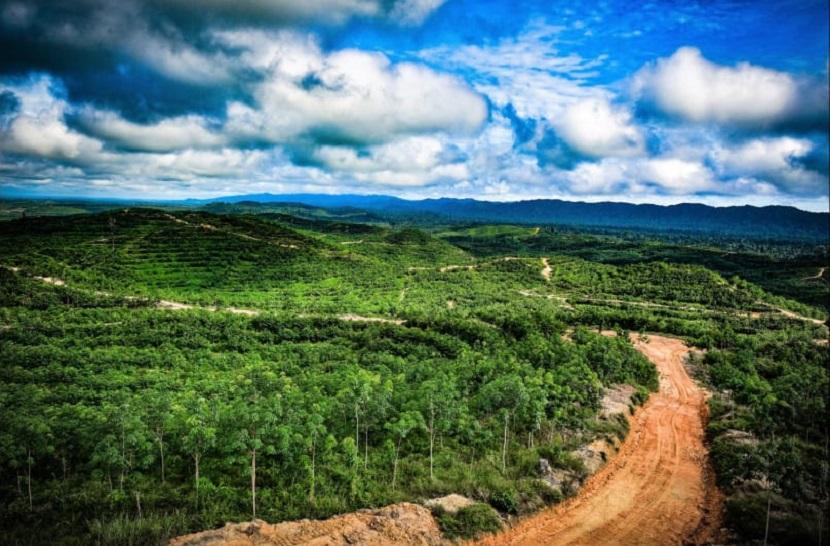 Kabupaten Sintang adalah salah satu contoh dimana pengelolaan potensi hutan dikembangkan dengan memperhatikan kelestarian lingkungan.