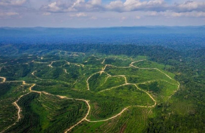 Kabupaten Sintang adalah salah satu contoh dimana pengelolaan potensi hutan dikembangkan dengan memperhatikan kelestarian lingkungan.