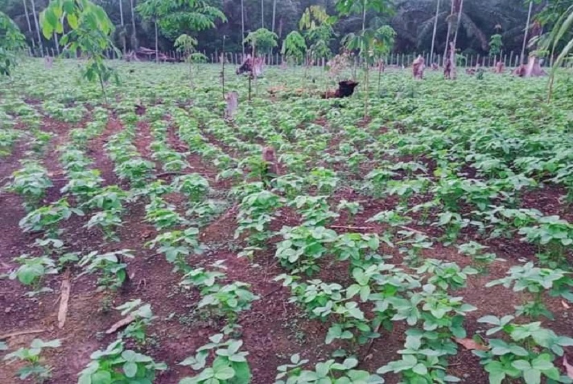 Kabupaten Tebo merupakan salah satu sentra produksi benih kedelai terbesar di Provinsi Jambi. Di tengah pandemi Covid 19 yang belum mereda, tidak meyurutkan semangat Kelompok tani Harapan Mulia, Desa Dusun Baru, Kabupaten Tebo untuk mengembangkan benih kedelai seluas 100 ha