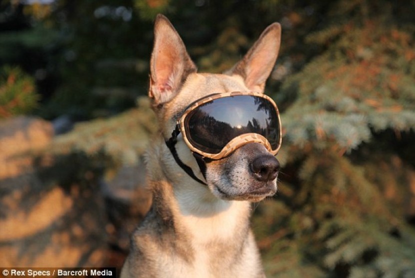 kaca mata pelindung UV untuk anjing