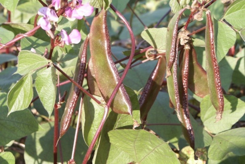 kacang komak