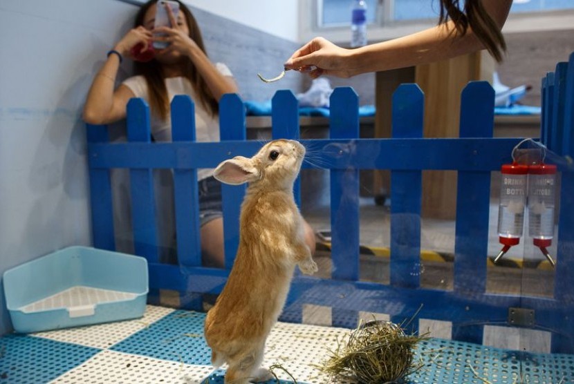 Memelihara kelinci (ilustrasi)