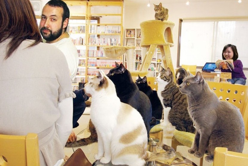 Kafe kucing pertama di Eropa telah dibuka di kota Wina, Austria