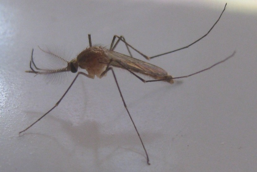 Mosquito, vector of lymphatic filariasis.