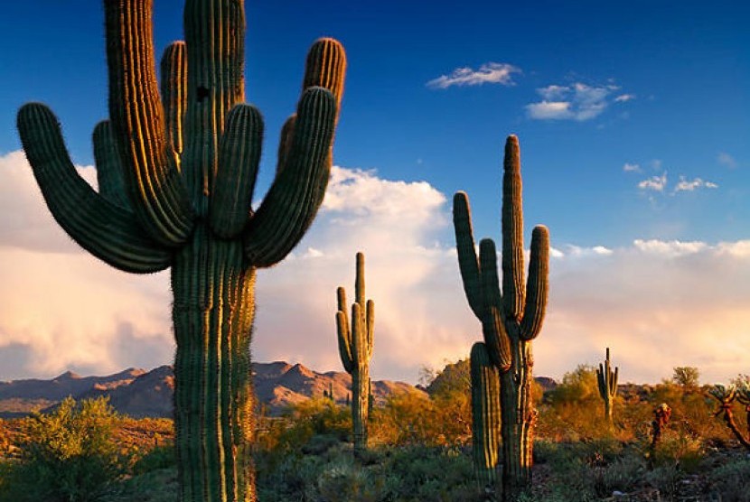 Kaktus Saguaro