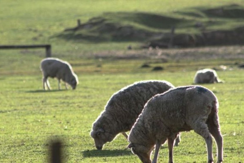 Peternakan domba (ilustrasi) 