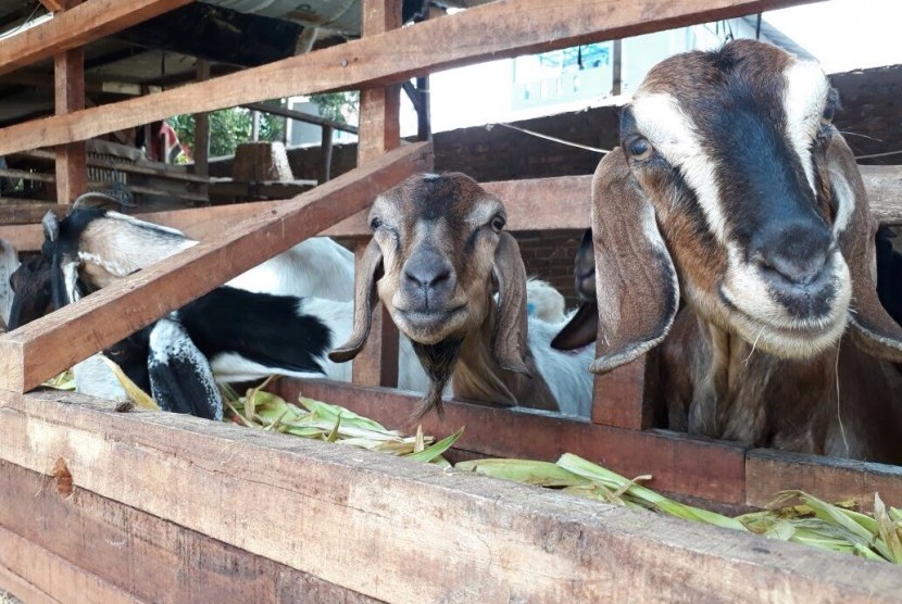 Kambing-kambing yang dijual di Kawasan Kebon Melati, Pasar Tanah Abang, Senin (7/8).